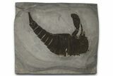 Eurypterus (Sea Scorpion) Fossil - New York #369300-1